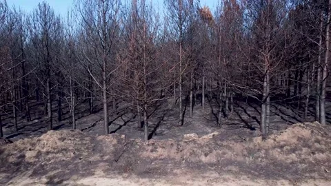 Drone flyover video of a pine forest burnt by a forest fire 스톡 동영상 206485926