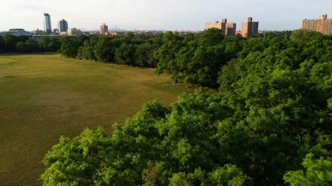 Drone Flyover of Windy Treetops at Sunset, Calvert Vaux Park, Brooklyn NYC 動画素材 337901526