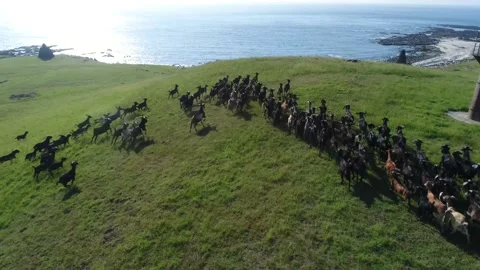 Drone flys above flock of sheep running on grassland Stock Footage 240015684