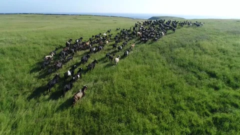 Drone flys above flock of sheep running on grassland Stock Footage 240015685