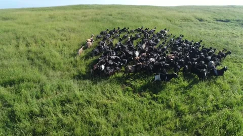 Drone flys above flock of sheep running on grassland Stock Footage 240015712