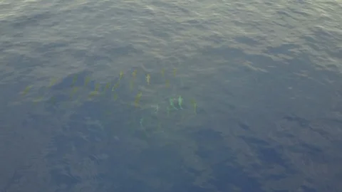 Drone flys above school of hammerhead sharks Stock Footage 102024959