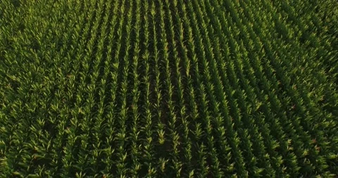 Drone Flys Over Cornfield Looking Down Sunset Stock Footage 135829648
