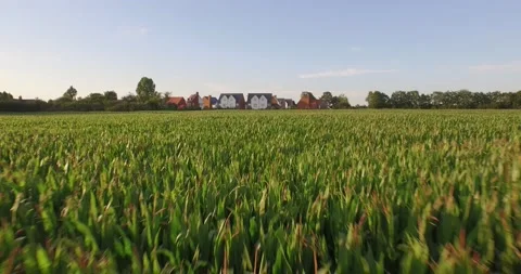 Drone Flys over cornfield towards modern housing Stock Footage 135829744