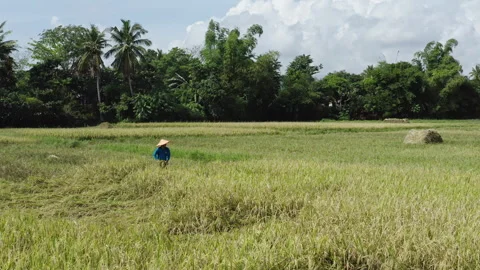Drone Flys over Rice Field Stock Footage 278537686