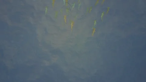 Drone flys over school of hammerhead sharks Stock Footage 102030252