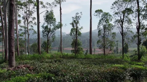 Drone flythrough among jungle trees in Sri Lanka Stock Footage 335803149