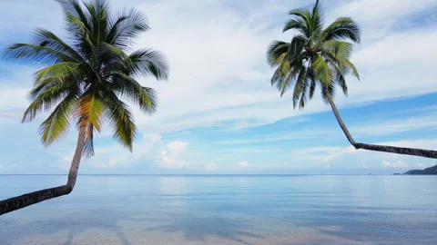 Drone Flythrough between Bent Palm Trees Revealing Calm Blue Sea Vídeos de archivo 341480471