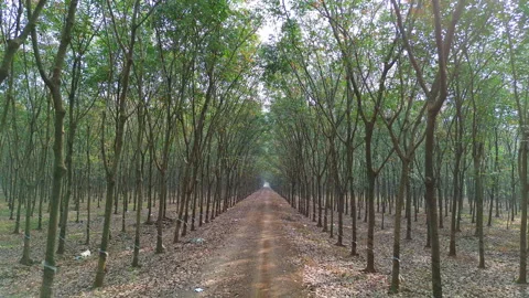 Drone Flythrough Rows of Rubber Trees in a Rubber Plantation, Southern Vietnam Stock Footage 329914157