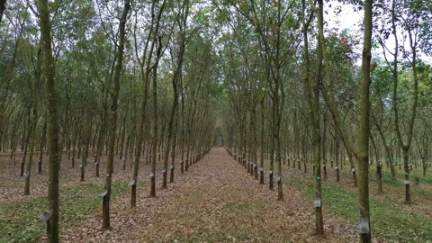 Drone Flythrough Rows of Rubber Trees in a Rubber Plantation, Southern Vietnam 库存影片 329914164