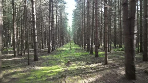 Drone flythrough trees in forest Stock Footage 243259472