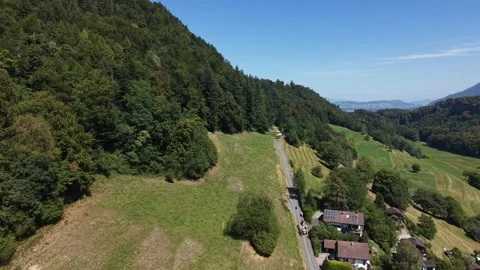 Drone following cows descending mountain road through forest Stock Footage 341840382