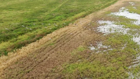 Drone following cranes taking off Stock Footage 326203894
