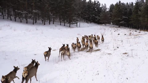 Drone following a large herd of red deer running in a snowy mountain forest in Stock Footage 320774616