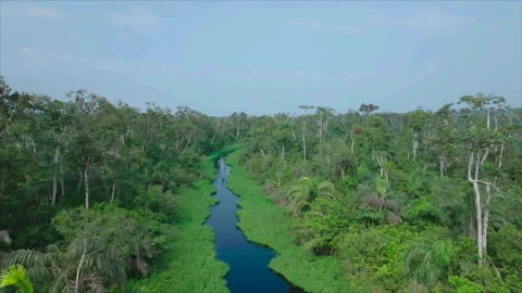 Drone following river through forest from above, Congo Stock Footage 331999409