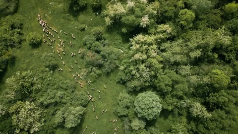 Drone following sheep while feeding on fresh grass Stock Footage 275678904