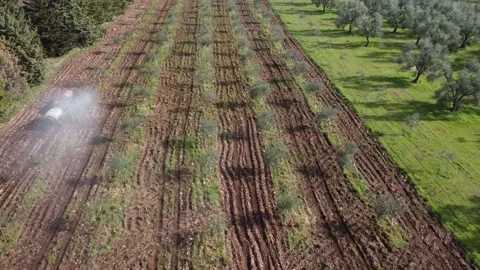 Drone following small tractor spraying young olive trees on a ploughed field Stock Footage 345543267