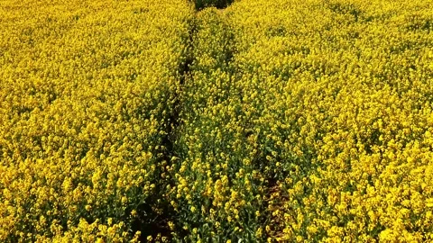 Drone Following Tractor Path Through Rapeseed Field Stock Footage 333967196