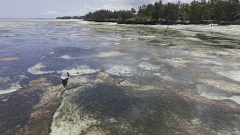 Drone follows large bird as it flies around tide pools in Zanzibar Stock-Footage 346158814