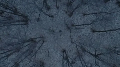 Drone follows man through a dense forest in winter conditions Stock Footage 306300873