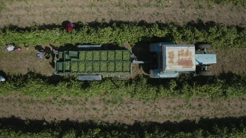 The drone follows a tractor into which workers and farmers load the harvested Stock Footage 157364383