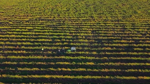 Drone follows workers on a vineyard removing nets with a tractor preparing for Stock Footage 338374200