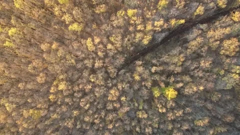 Drone footage above forest Stock-Footage 233370771