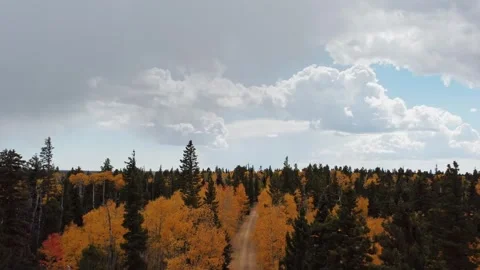 Drone Footage And Fly Over Of The Kaibab National Forest During Fall Stock Footage 339290627