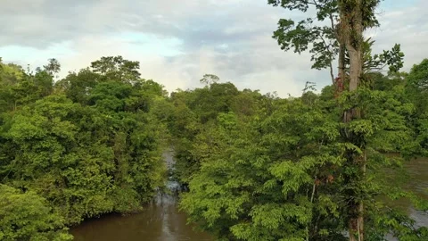 Drone Footage of Approuage River with Clouds, French Guiana Stock Footage 313494668