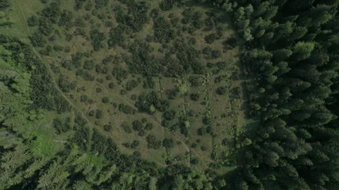 Drone Footage Of Ascent Over Clearing In Beautiful Colourful Summer Forest Stock Footage 266399462