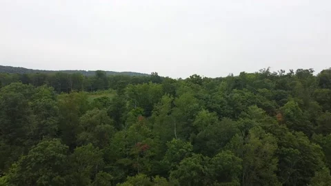 Drone Footage of Backing Away From Trees in the Summer Stock Footage 158960608