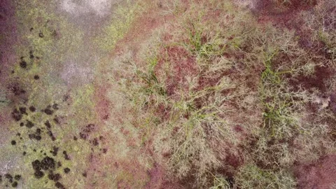 Drone footage of bare oak trees, open heathland, mosses and sand Video stock 149140452