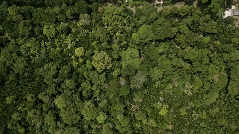 Drone Footage of Belém – Amazon River, Floating bars and Combu Island Stock Footage 314332290