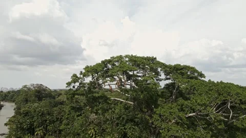 Drone Footage of Belém – A stunning Tree at rainforest at Ilha do Combu Видео 314332300