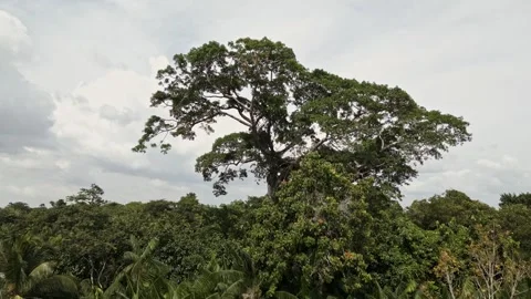 Drone Footage of Belém – A stunning Tree at rainforest at Ilha do Combu Видео 314332344