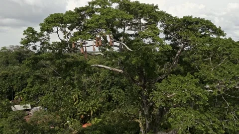 Drone Footage of Belém – A stunning Tree at rainforest at Ilha do Combu Видео 314332362