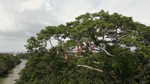 Drone Footage of Belém – A stunning Tree at rainforest at Ilha do Combu Видео 314332366