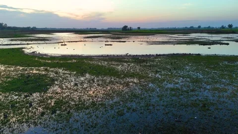 Drone footage of birds finding rest in golden serenity. Stock Footage 310936116
