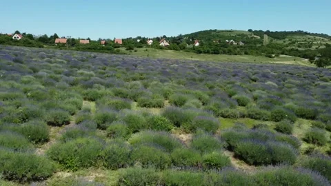 Drone footage of blooming lavender fields Stock Footage 220607783