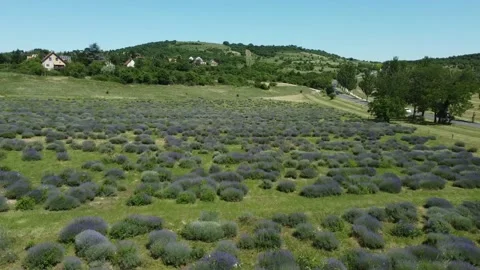 Drone footage of blooming lavender fields Stock Footage 220607930