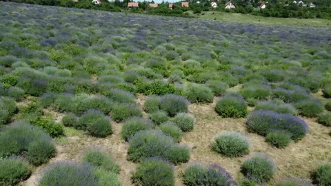 Drone footage of blooming lavender fields Stock Footage 220607998