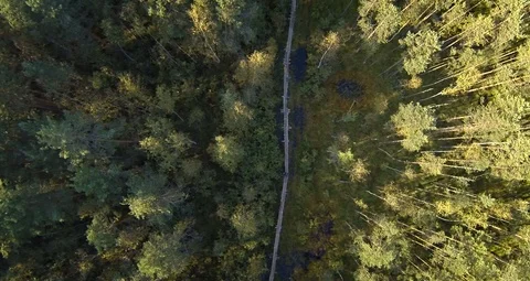 Drone Footage Boy Runs Throung Forest Stock Footage