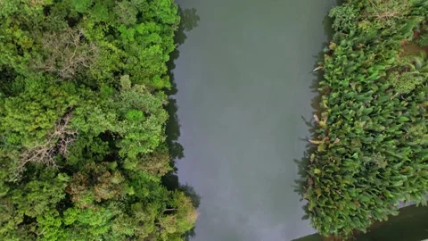 Drone footage of bridge and the river below and the jungle around Stockbeeldmateriaal 244346960