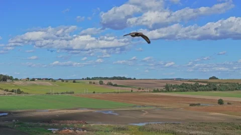 Drone footage of a buzzard flying over treetops, shot in slow motion. The c.. Stock Footage 286812294