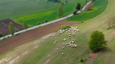 Drone footage captures mesmerizing sights of sheep herding. Stock Footage 110648072