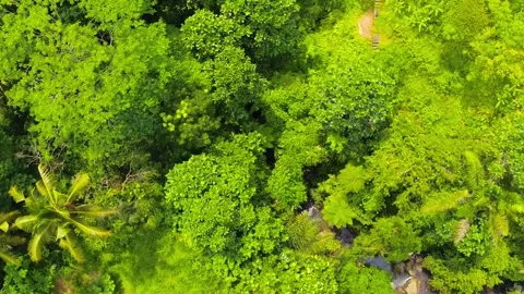 Drone footage captures the vibrant canopy of a tropical rainforest in Bali, Indo Stock Footage 309280757
