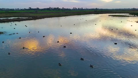 Drone footage capturing birds gently settling in at sunset in a wetland in Stock Footage 310936245