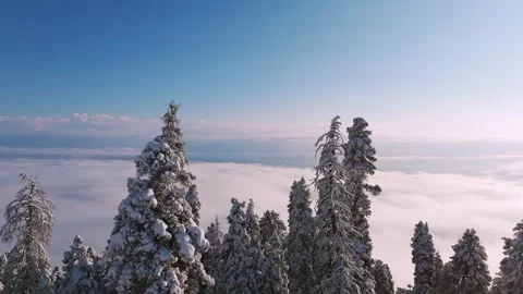 Drone footage capturing cloud layers drifting behind snow-capped pines in Stock Footage 311947391