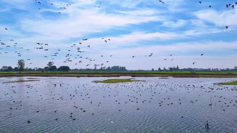 Drone footage capturing daytime elegance in a wetland alive with movement. Stock Footage 310936575