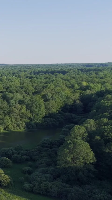 Drone footage capturing a lush green forest landscape with dense tree canopy Stock Footage 346663584